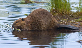 beaver